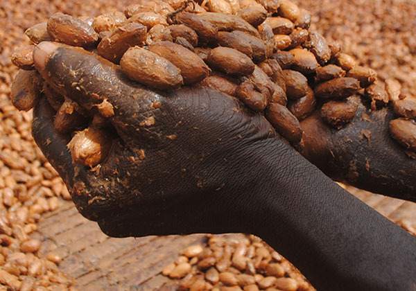 Eine Hand voller Kakaobohnen